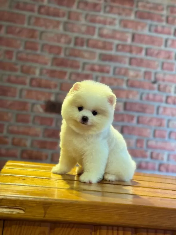 Dişi Ve Erkek Pomeranian Boo Yavrularımız