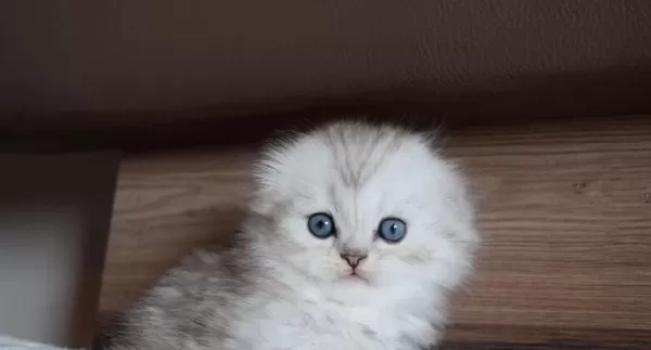 Mavi Gözlü Ve Yeşil Gözlü Scottish Fold Yavrular