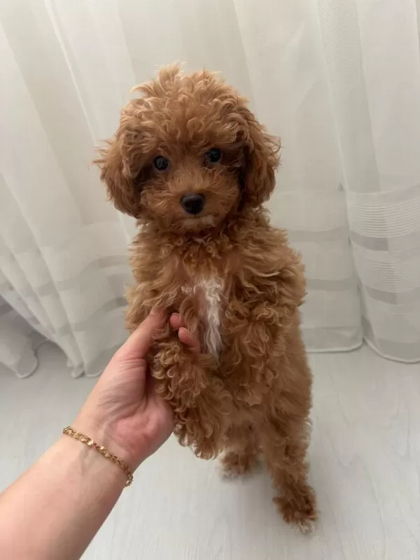 Harika Dişi Toy Poodle