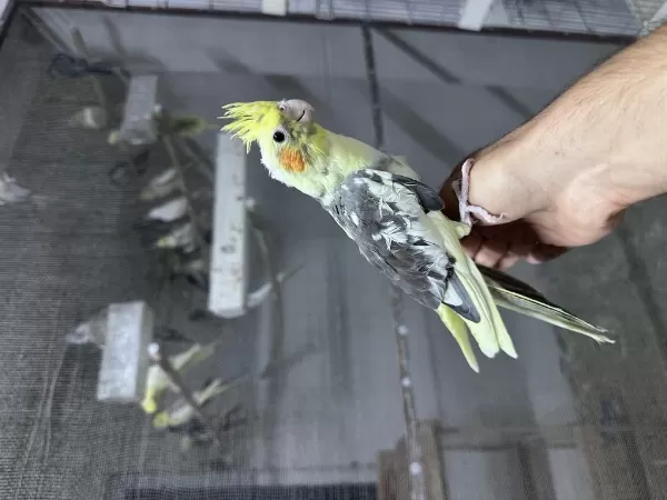 Yeni Yeme Düşmüş Cinsiyet Garantili Yavru Sultanlar