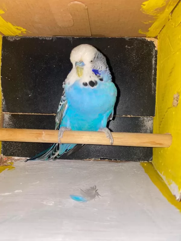 Erkek Show Jumbo Muhabbet Kuşu
