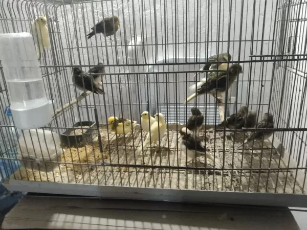 Her Tür Kanarya Mevcuttur