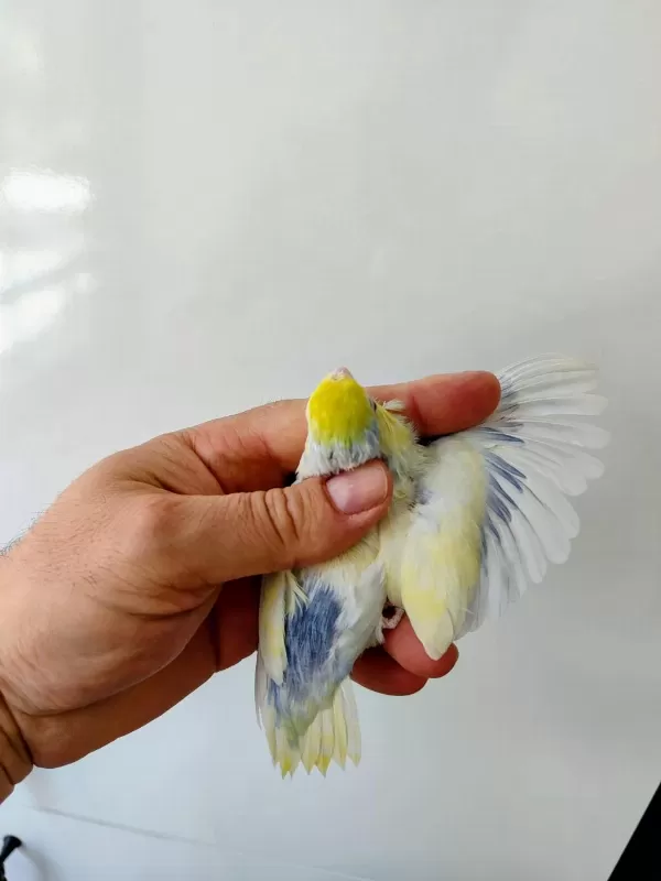 Forpus Papağanı Damızlık Takım