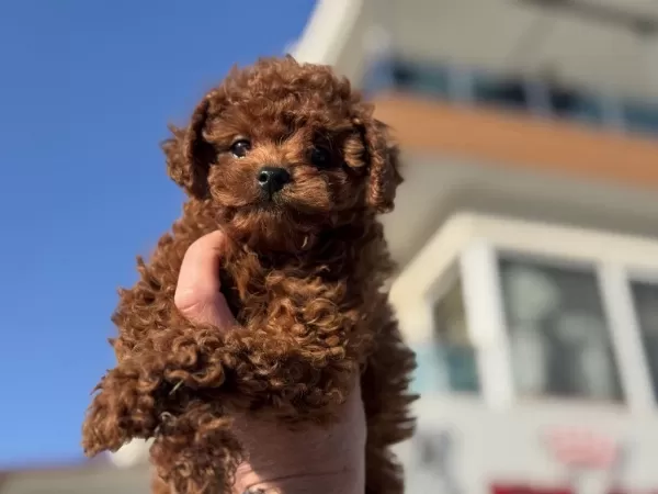 Petmode Köpek Çiftliğinden Kore Toy Poodle Yavrular