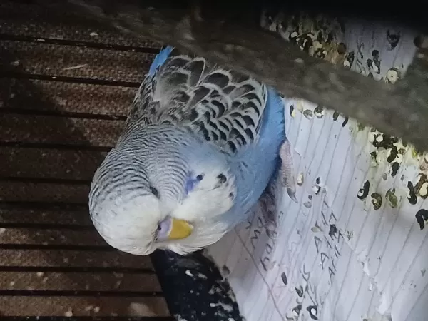Damızlık Jumbo Erkek Ve Dişiler Show Jumbo Erkek Muhabbet