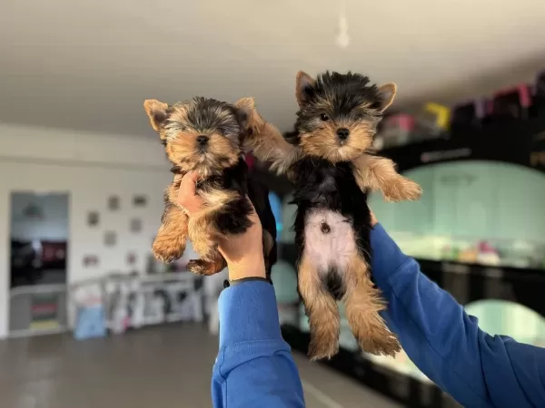Yarışma Düzeyinde Tea Cup Yorkshire Terrier