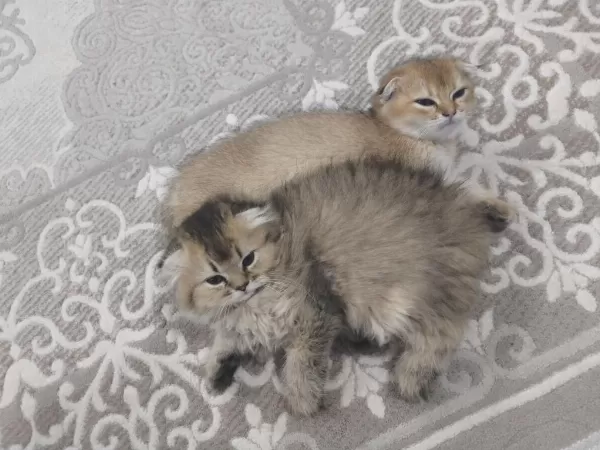 2 Aylık Golden Dişi Kedimiz