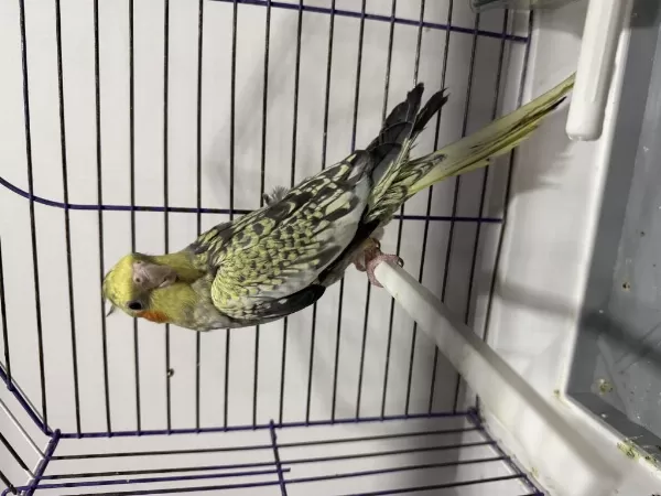 Erkek Çok Güzel Jumbo Sultan Al Götür Kaçırma