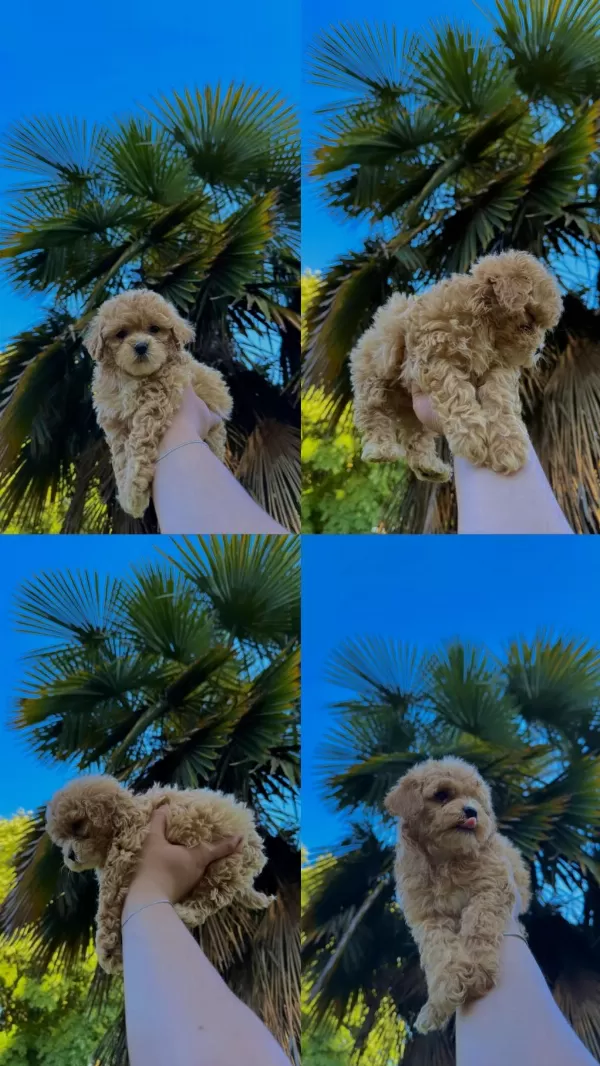 Orjinal Mis Turkey Maltipoo Yavrular Yeni Yuvalarina Hazir