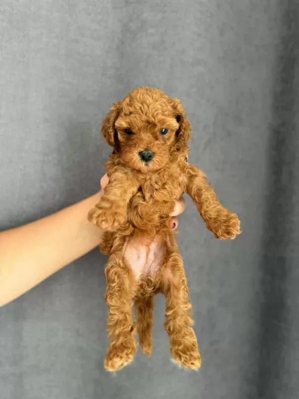 Biblo Güzelliğine Sahip Gerçek Red Toy Poodle