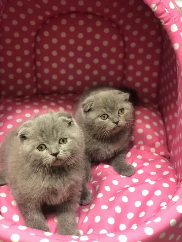 Scottish Fold Ayi Surat Yavrularim