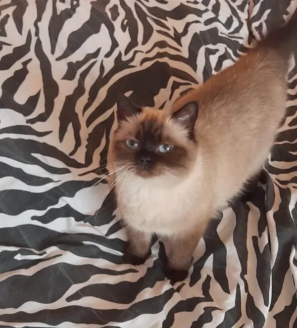 Kısırlaştırma Şartıyla Ücretsiz Olarak Ragdoll
