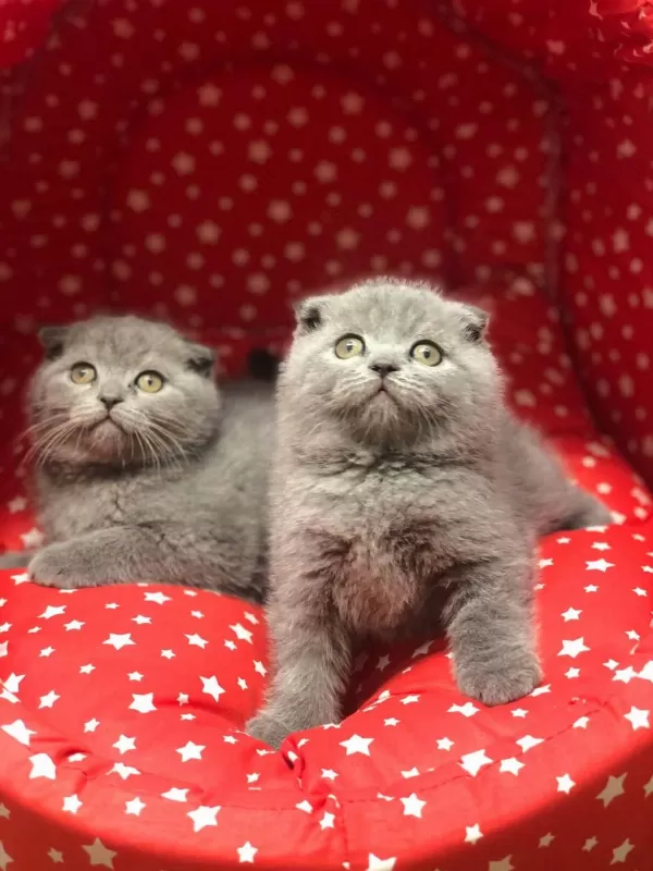 Scottish Fold Yavrularim