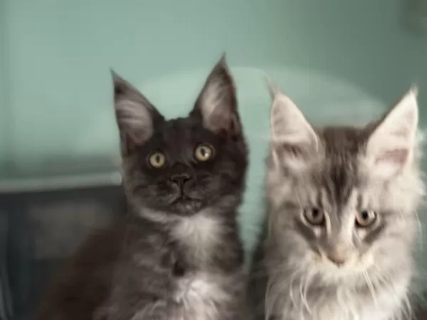 Show Kalite Aşılı Pasaportlu Maine Coon Yavrularımız