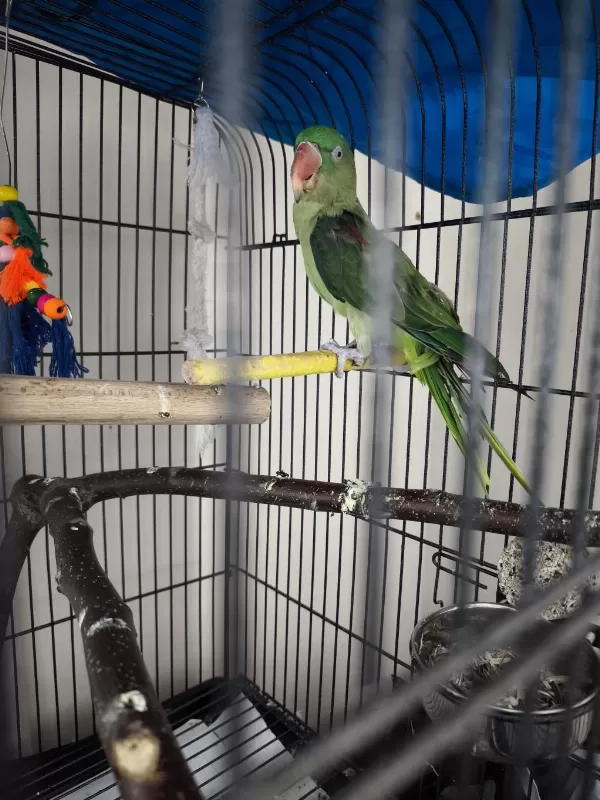 8aylık Bebek Alexander Papağanı