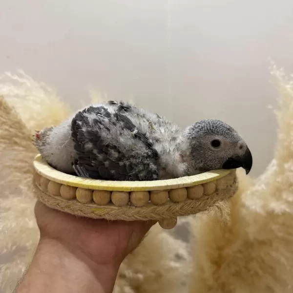 Harika Bebek Jako Papağani