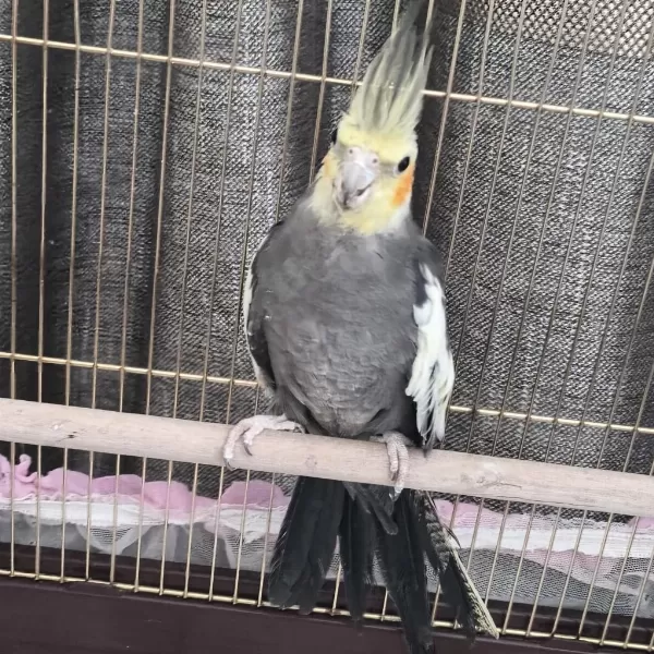 Hazır Çift Sultan Papağanı