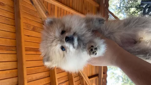 2 Aylik Pomeranian Aşilari Yapildi