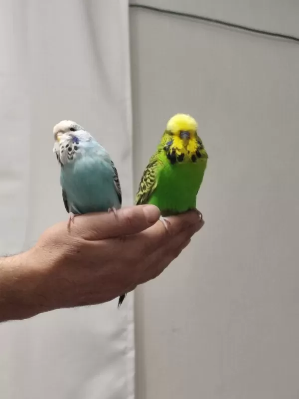 Bir Çift Show Jumbo Kuşum Var Ben Gibi Bakımlı
