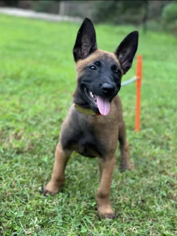 Belçika Malinois Yavrulari İstanbul