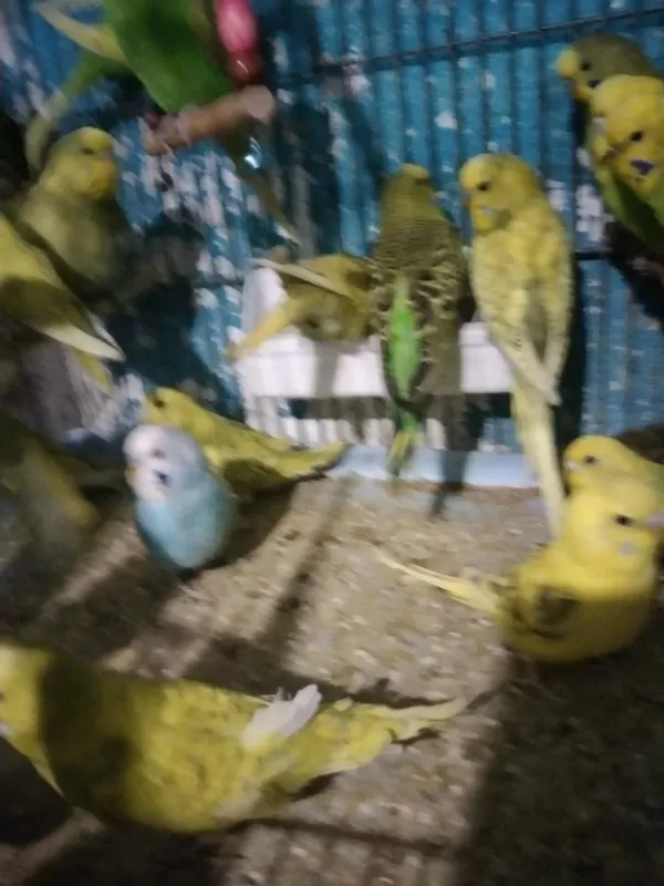 Muhabbet Kuşu Bulunur