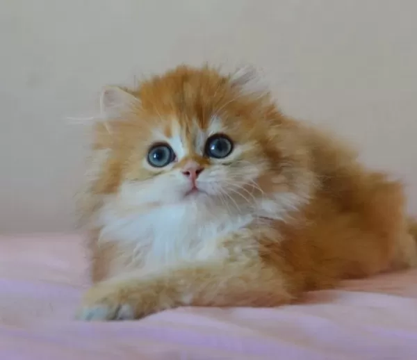 Erkek Golden British Longhair Ankara