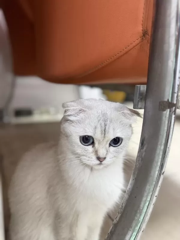 Ücretsiz Sahiplendirme Scottish Fold
