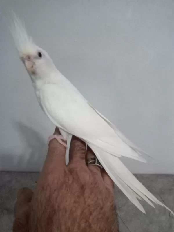 Evcil Dişi Bilezikli Sultan Papağanı