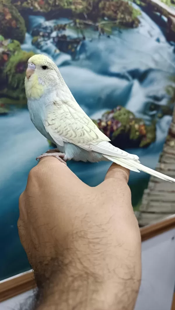 Jumbo Yavru Muhabbet Kuşu