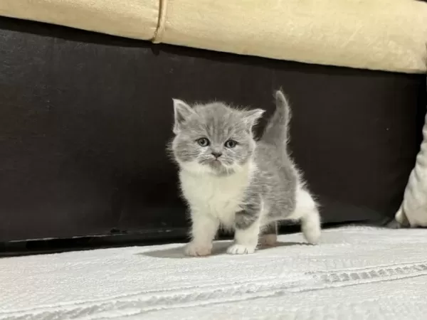 British Longhair Ve Shorthair