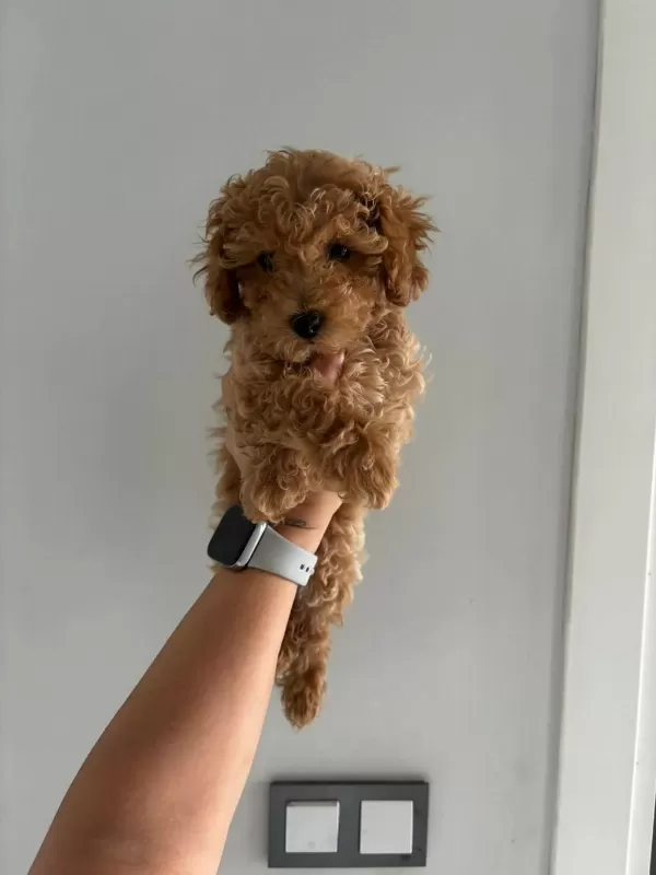 Teacup Dişi Kore Poodle