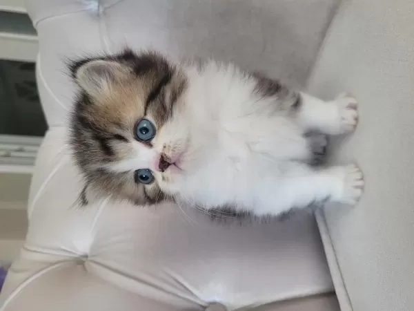 Eşsiz Güzellikte İpek Tüylü Birman Ve British Longhair