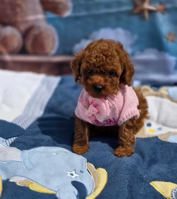 Toypoodle Yavrularımız