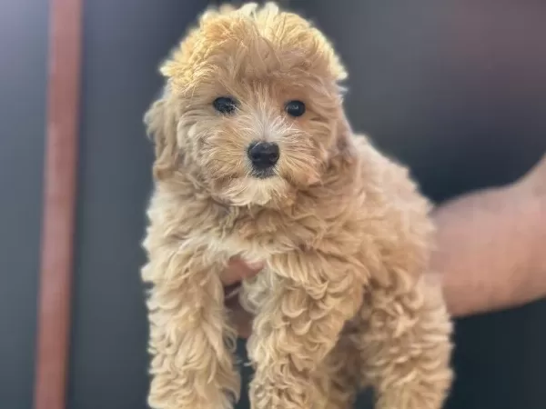 Wc Eğitimli Aşılı Garanli Maltipoo Yavrularımız