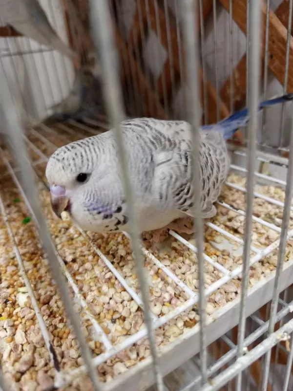 Yavru Yetişkin Yavrulu Ve Yumurtalı Muhabbet Kuşu Takımlar