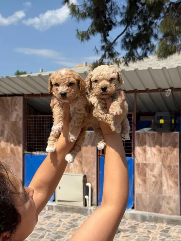 Toy Poodle Cinsi Yavrularımız