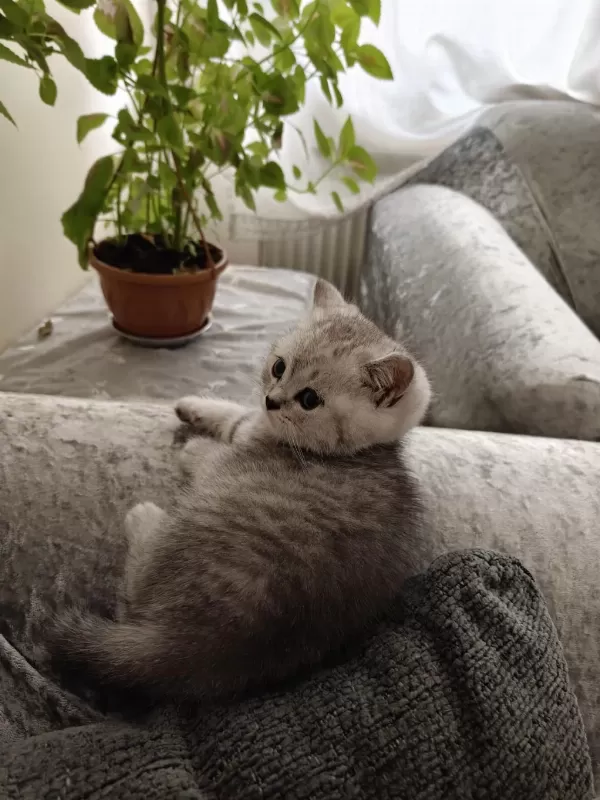 British Shorthair Erkek Yavru