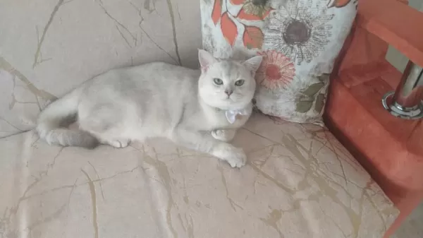 2 Aylık British Shorthair