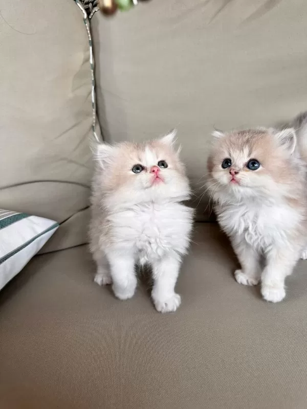 Golden Bicolor British Longhair Bebekler