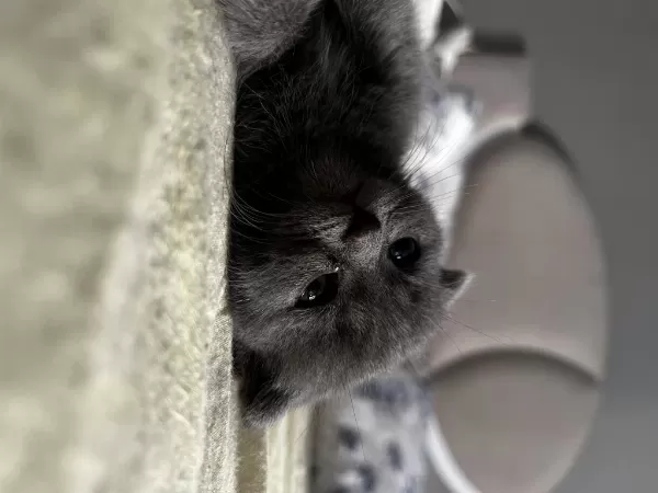 Saf Kan British Shorthair Yavruları