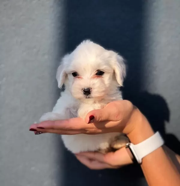 Maltese Terrier Yavrular