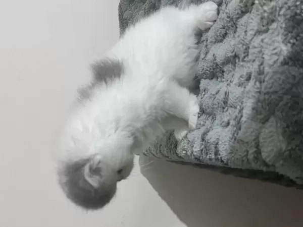 İran Persian 40 Günlük