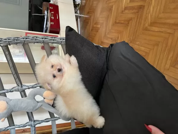 Sağlıklı Pomeranian Ayicik