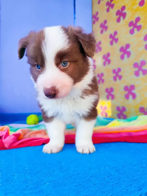 Orjinal Border Collie Yavrularımız
