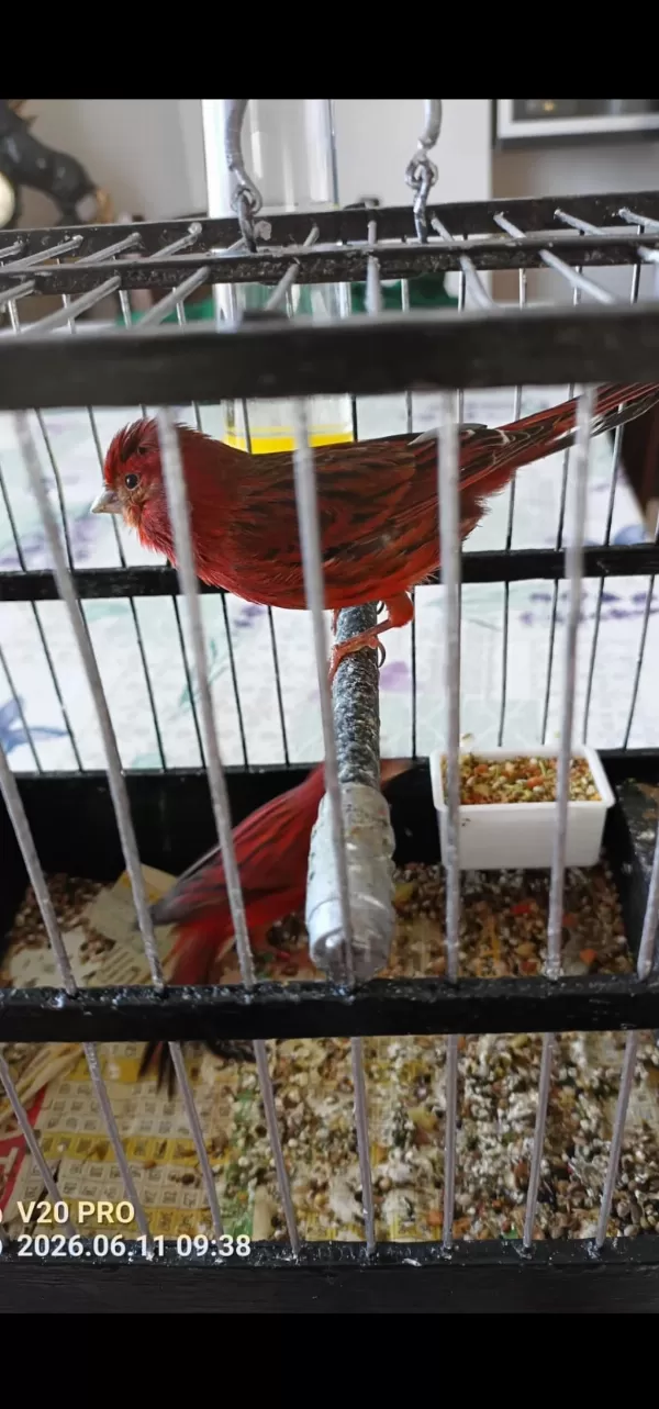 Hazır Gurul Gurul Öten Bakiri Kanaryalar