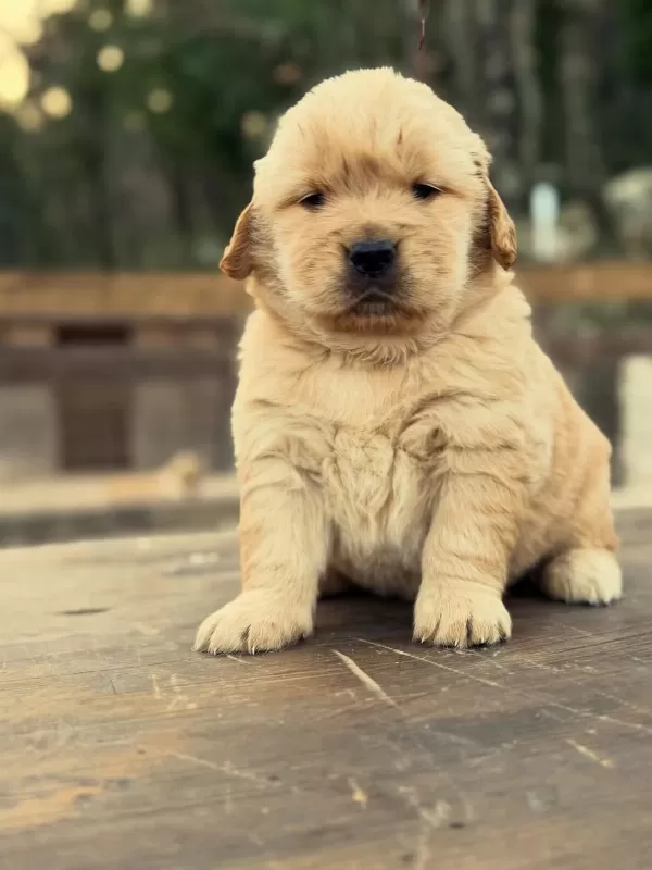 Golden Retriever Yavrulari