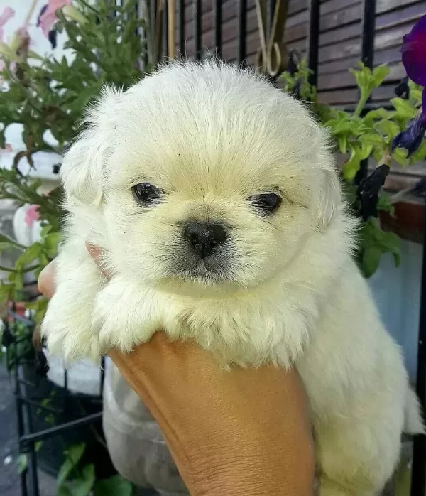 Minik Pekinez Prenses