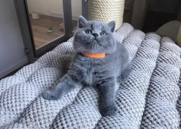 Güzeller Güzeli British Shorthair Yavrular
