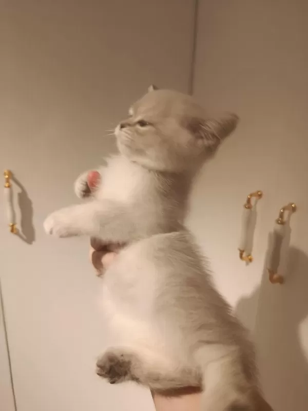 3 Aylık British Shorthair Yavrular