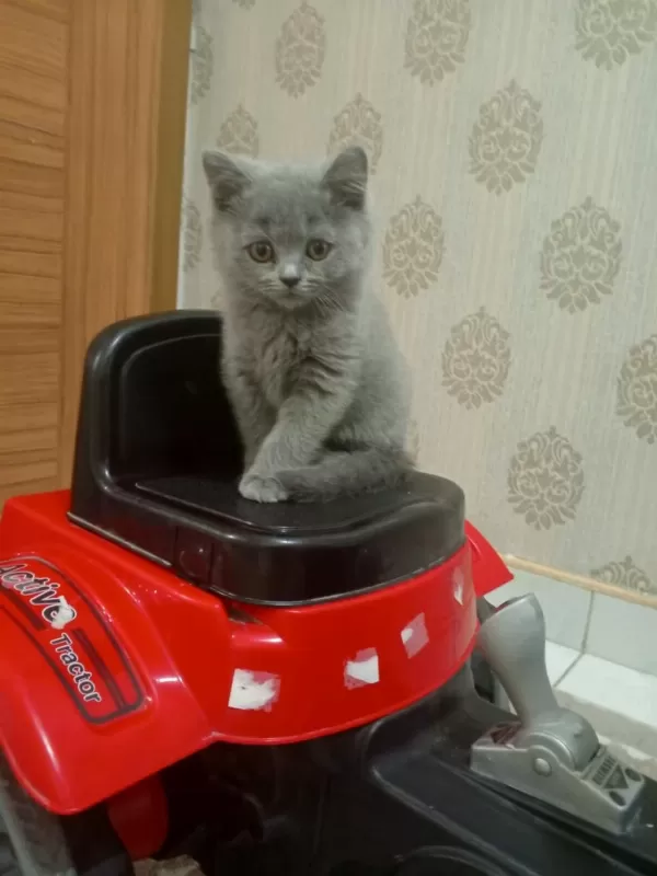 British Shorthair Blue